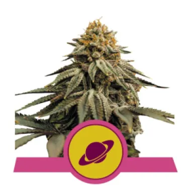 Royal Queen Cannabis Seeds Royal Skywalker
