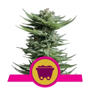 Royal Queen Cannabis Seeds Shining Silver Haze