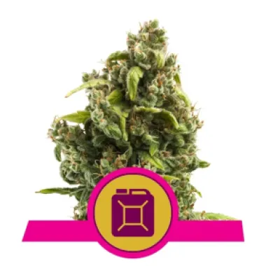 Royal Queen Cannabis Seeds Sour Diesel