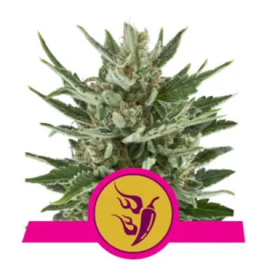 Royal Queen Cannabis Seeds Speedy Chile Fast Version
