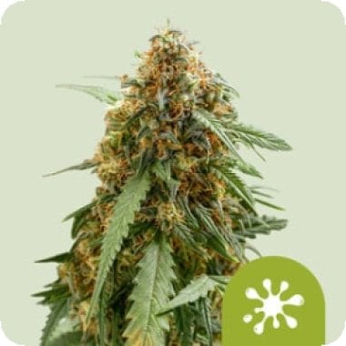 Royal Queen Cannabis Seeds Sticky Queen Auto