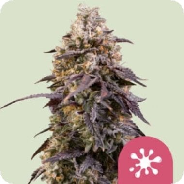 Royal Queen Cannabis Seeds Sticky Queen