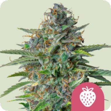 Royal Queen Cannabis Seeds Strawberry Cough