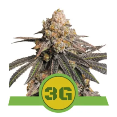 Royal Queen Cannabis Seeds Triple G Auto