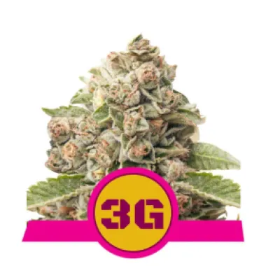 Royal Queen Cannabis Seeds Triple G