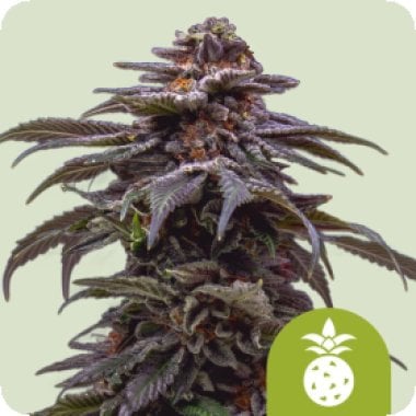 Royal Queen Cannabis Seeds Tropicana Cookies Purple Auto