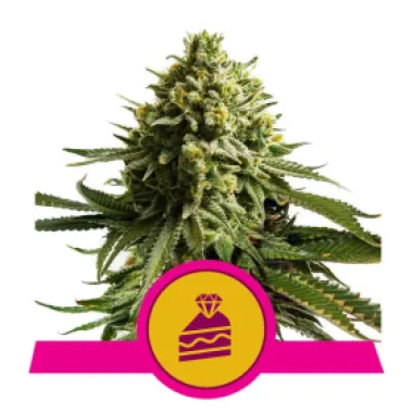 Royal Queen Cannabis Seeds Wedding Cake