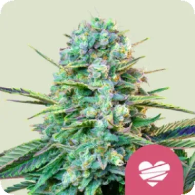 Royal Queen Cannabis Seeds Wedding Crasher