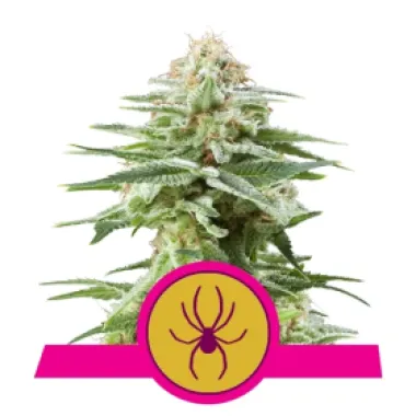 Royal Queen Cannabis Seeds White Widow