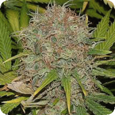 Sagarmatha  Cannabis  Seeds  Ak48  Automatic