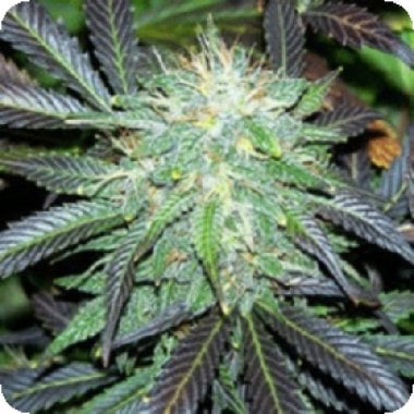 Sagarmatha  Cannabis  Seeds  Black  Domina  Automatic