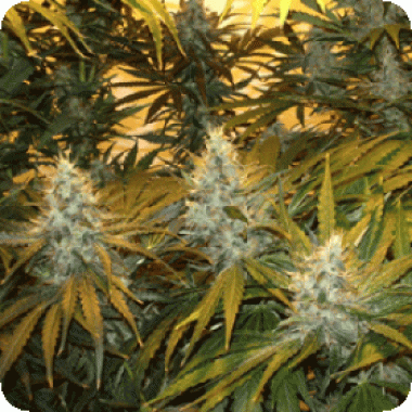 Sagarmatha Cannabis Seeds Chunky Skunk