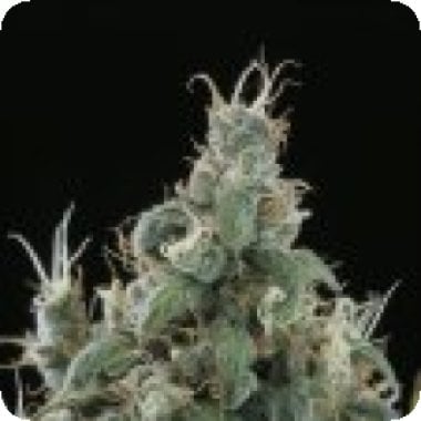 Sagarmatha Cannabis Seeds Flow