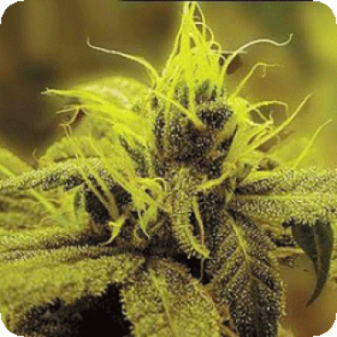 Sagarmatha Cannabis Seeds Honolulu Haze