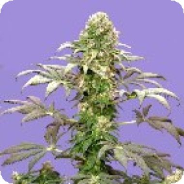 Sagarmatha Cannabis Seeds Matanuska Tundra