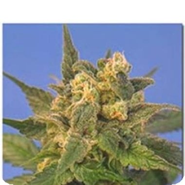 Sagarmatha  Cannabis  Seeds  Midnight  Blue