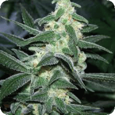 Sagarmatha Cannabis Seeds Silver Bullet