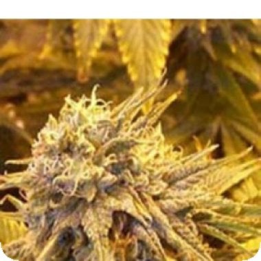Sagarmatha Cannabis Seeds Silver Shadow Haze