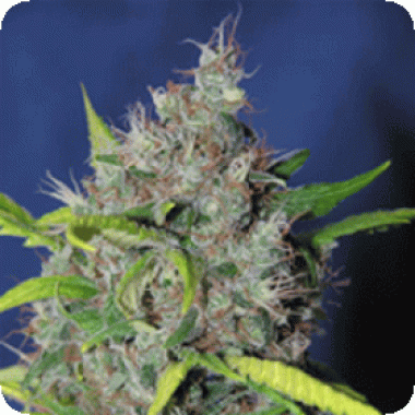 Sagarmatha Cannabis Seeds Smurfberry Automatic