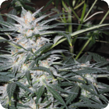 Sagarmatha Cannabis Seeds Star Ryder Auto