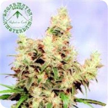 Sagarmatha  Cannabis  Seeds  Stonehedge