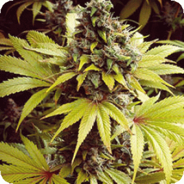 Sagarmatha Cannabis Seeds Strawberry Fields