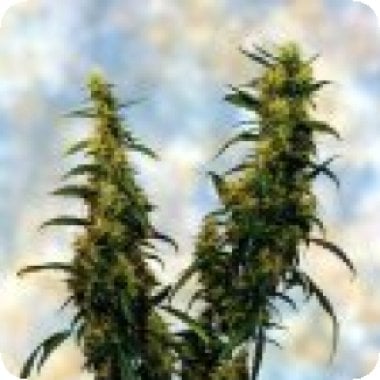 Sagarmatha Cannabis Seeds Western Winds