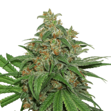 Cannabis Seedstockers Cannabis Seeds Ak420 Auto