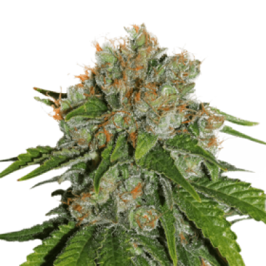 Cannabis Seedstockers Cannabis Seeds Amnesia Auto