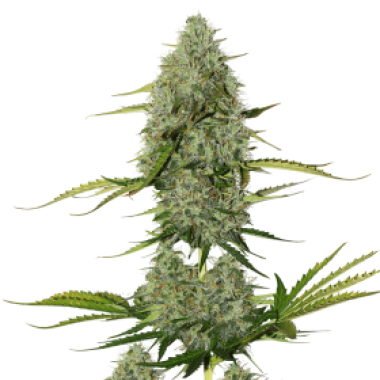 Cannabis Seedstockers Cannabis Seeds Bcn Critical Xxl Auto