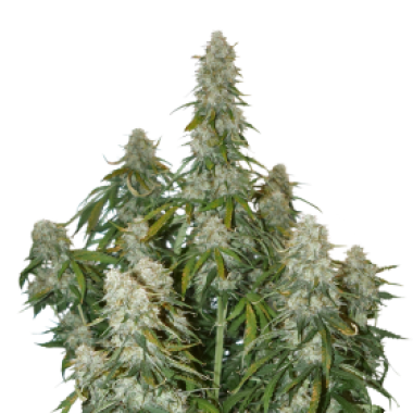 Cannabis  Seedstockers  Cannabis  Seeds  Big  Bud  Auto