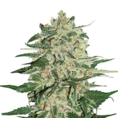 Cannabis Seedstockers Cannabis Seeds Big Bud