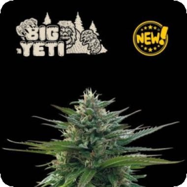 Cannabis Seedstockers Cannabis Seeds Big Yeti