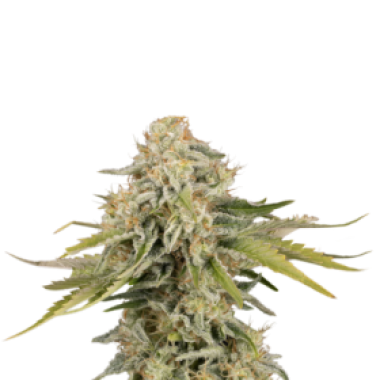 Cannabis Seedstockers Cannabis Seeds Black Rainbow Auto