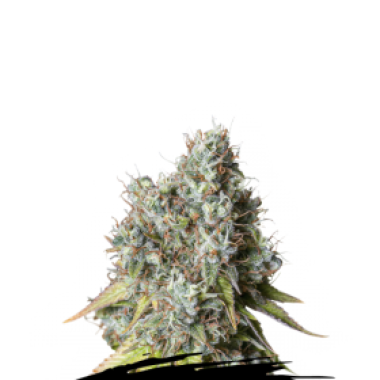 Cannabis Seedstockers Cannabis Seeds Bruce Banner Auto