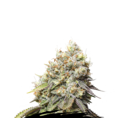 Cannabis Seedstockers Cannabis Seeds Bruce Banner
