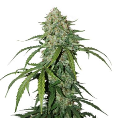 Cannabis Seedstockers Cannabis Seeds Cbd 1 1 Silver Lime Haze Auto