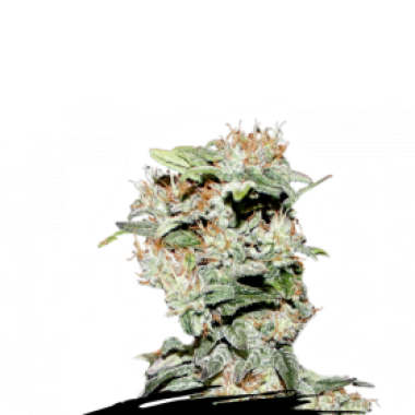 Cannabis Seedstockers Cannabis Seeds Cbd Critical Xxl