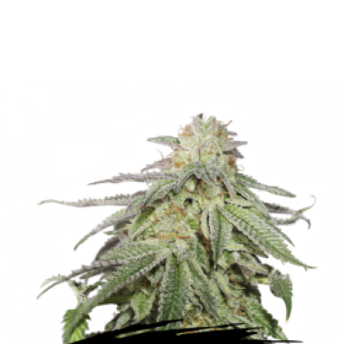 Cannabis  Seedstockers  Cannabis  Seeds  Cookies  And  Cream  Auto