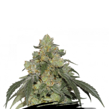 Cannabis Seedstockers Cannabis Seeds Cookies Fast
