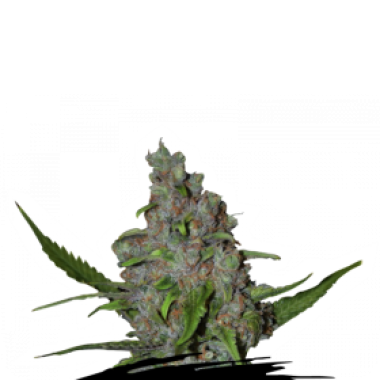 Cannabis Seedstockers Cannabis Seeds Gelato 41 Fast