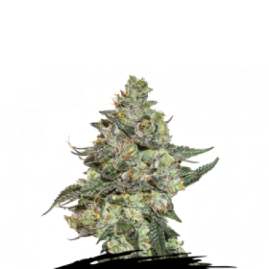 Cannabis Seedstockers Cannabis Seeds Girl Scout Cookies Auto