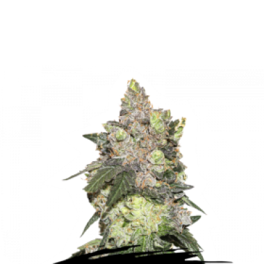 Cannabis Seedstockers Cannabis Seeds Girl Scout Cookies