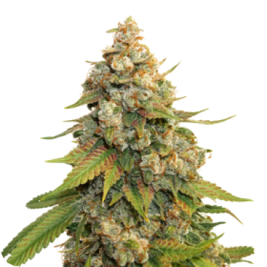 Cannabis Seedstockers Cannabis Seeds Golden Lemon Haze