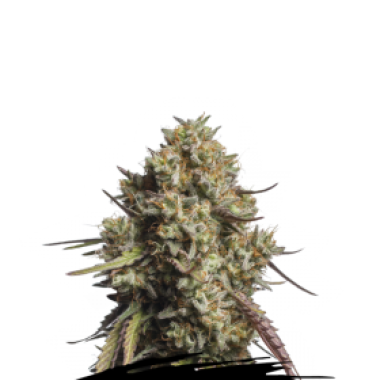 Cannabis Seedstockers Cannabis Seeds Gorilla Cookies Auto