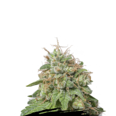 Cannabis  Seedstockers  Cannabis  Seeds  Green  Crack  Auto