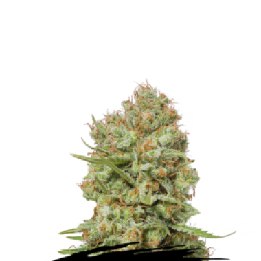 Cannabis Seedstockers Cannabis Seeds Green Crack
