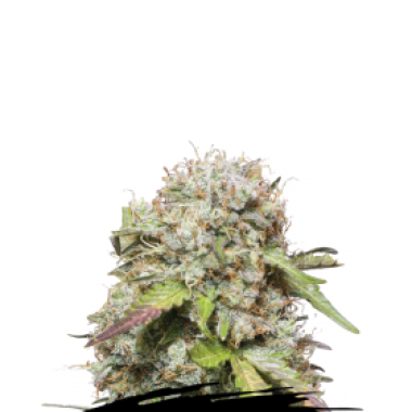 Cannabis Seedstockers Cannabis Seeds Jack Herer Auto