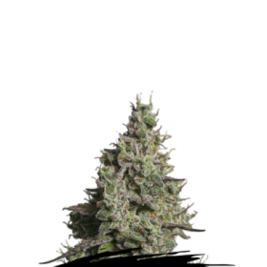 Cannabis Seedstockers Cannabis Seeds Moby Dick Auto