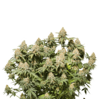 Cannabis Seedstockers Cannabis Seeds Moby Dick